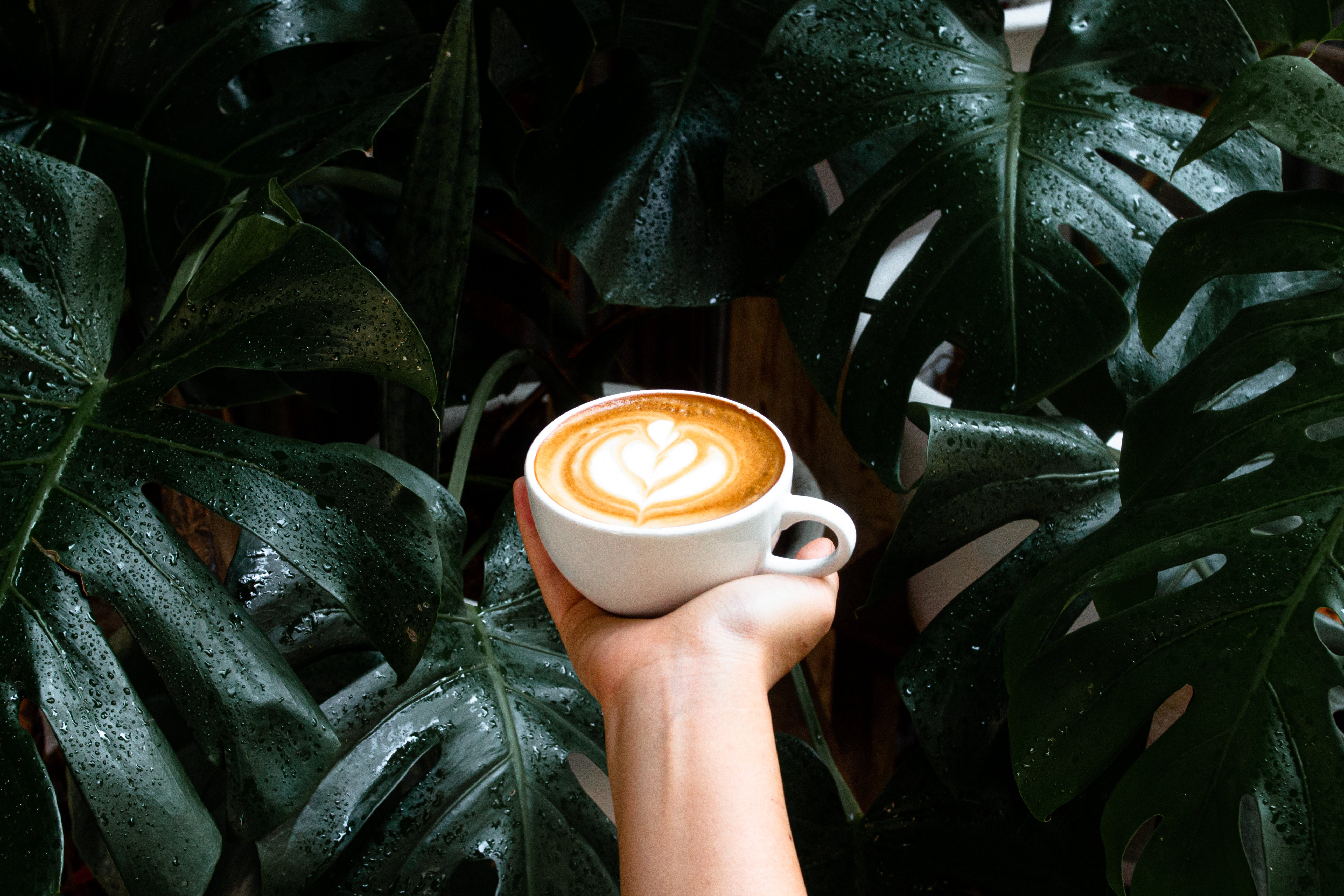 Alto Tostado, Coffee Roasters.
